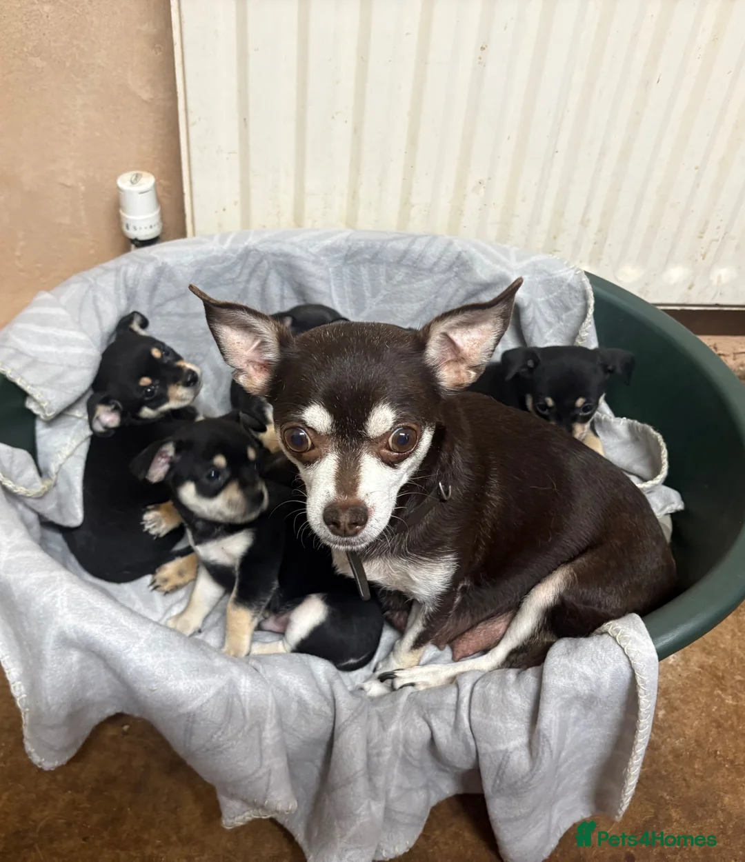 Mixed Breed dogs for sale: 🐶Chihuahua × Miniature Pinscher Puppies  - Advert 1