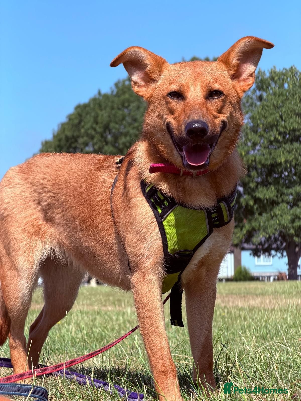 Mixed Breed dogs ❤️🐶 YARA – THE GENTLEST LITTLE SOUL 🐶❤️ - Advert 2