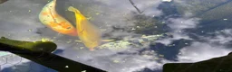 Koi Carp fish for sale: 3 Koi Fish in Swansea - Advert 4