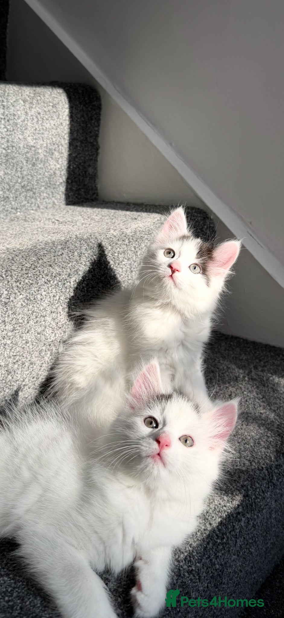 Mixed Breed cats Adorable and fluffy kittens  - Advert 1