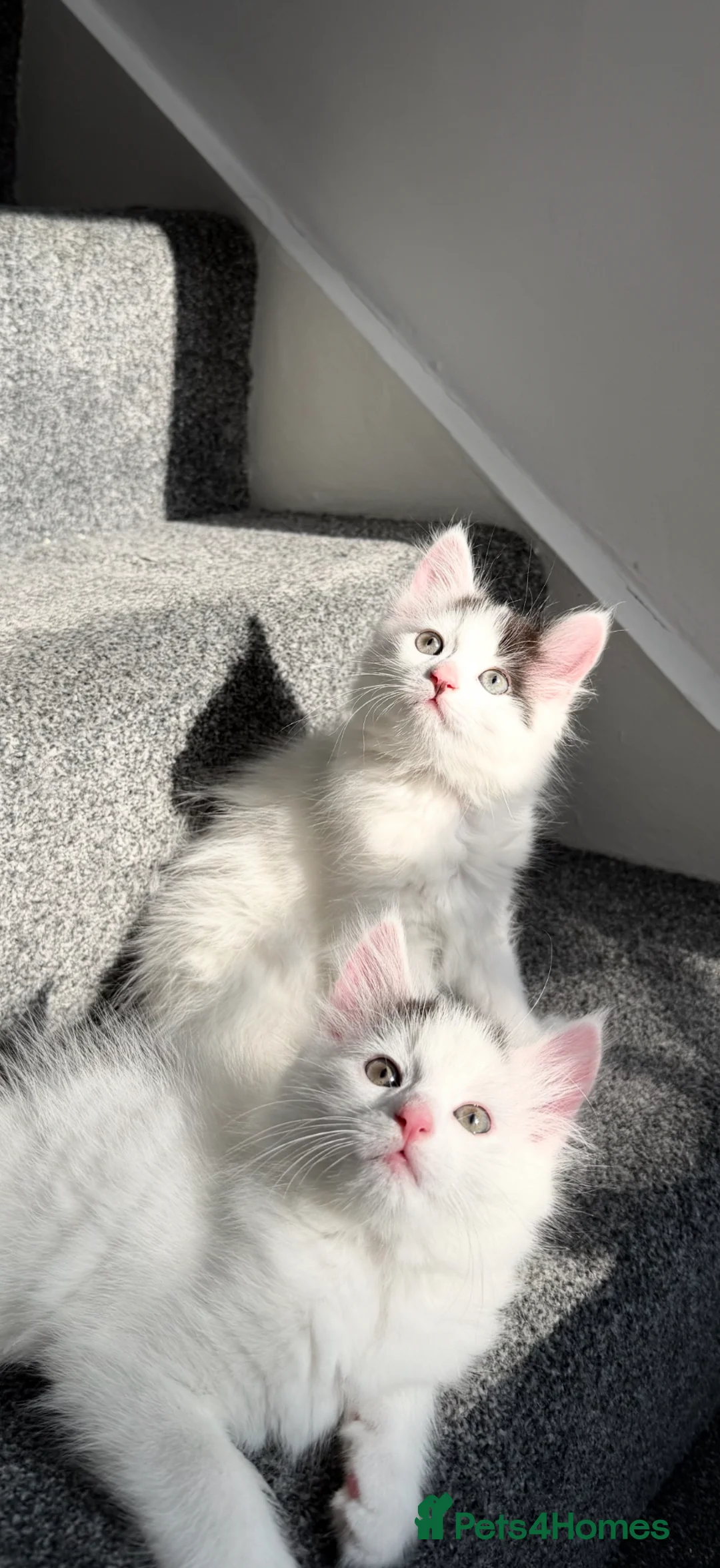 Mixed Breed cats for sale: Adorable and fluffy kittens  - Advert 1