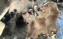 Mixed Breed dogs for sale: Mixbreed beautiful puppies  - Image 22