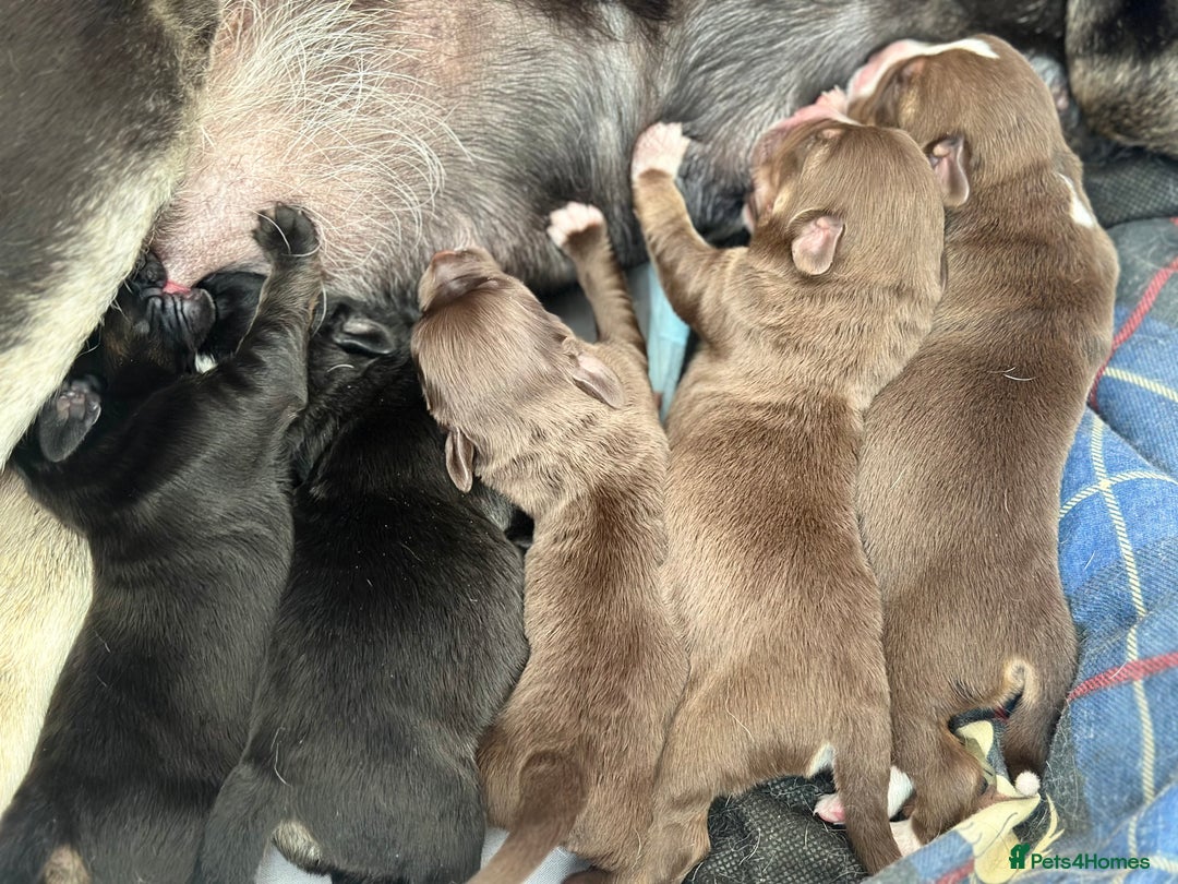Mixed Breed dogs for sale: Mixbreed beautiful puppies  - Image 22