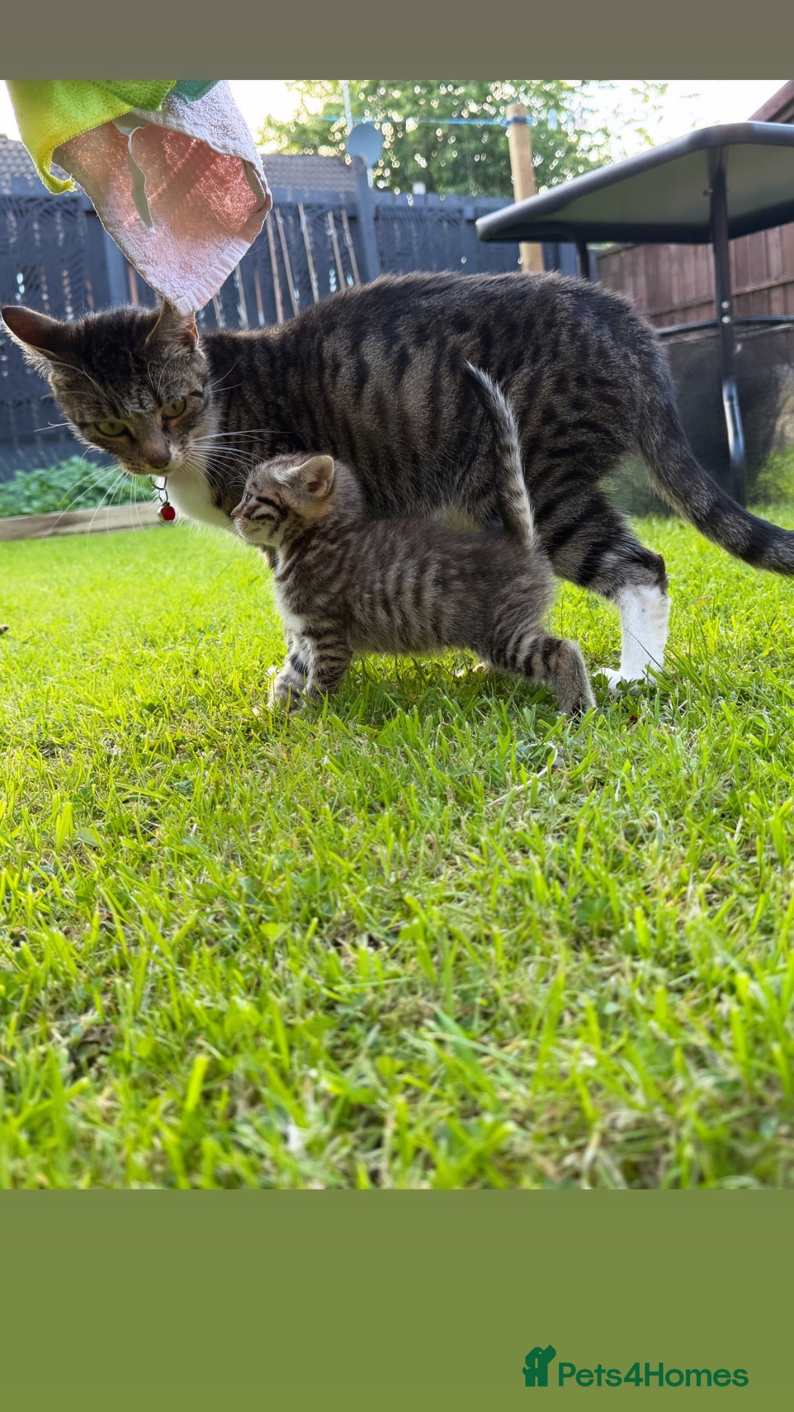 Mixed Breed cats Cheeky Whiskers Kittens Available  - Advert 1