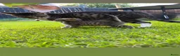 Mixed Breed cats for sale: Cheeky Whiskers Kittens Available  - Advert 2