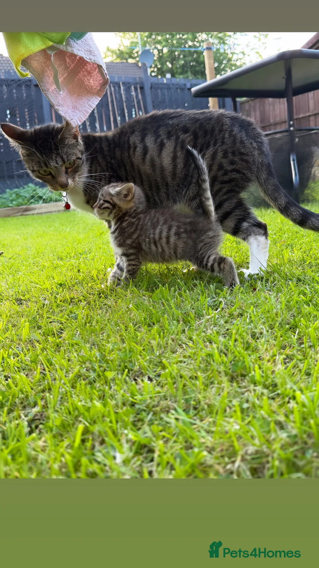 Mixed Breed cats for sale: Cheeky Whiskers Kittens Available  - Advert 2