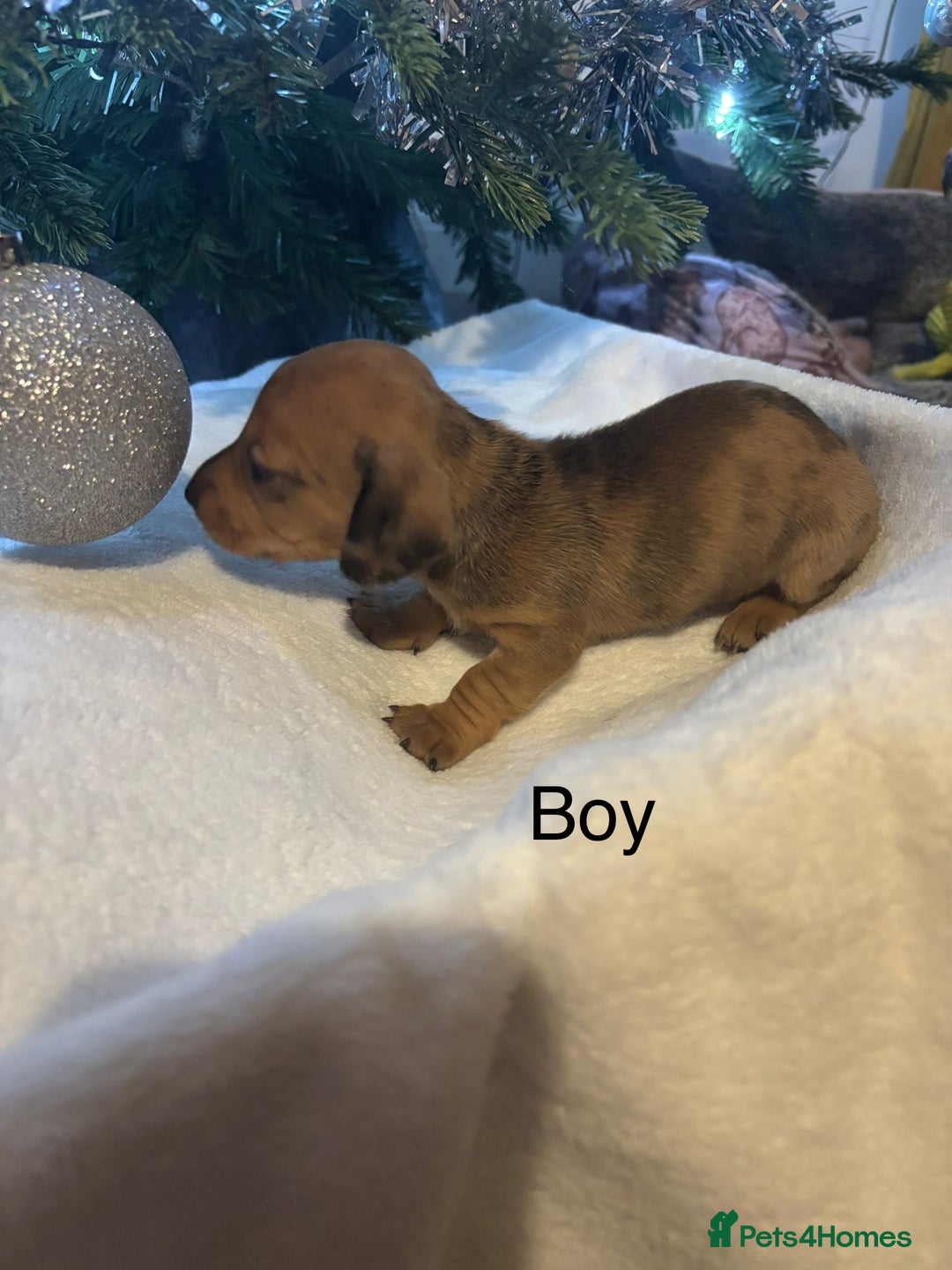 Miniature Dachshund dogs for sale: Miniature dachshunds  - Advert 7