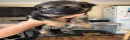 German Shepherd dogs for sale: German shepherd puppies - Advert 11