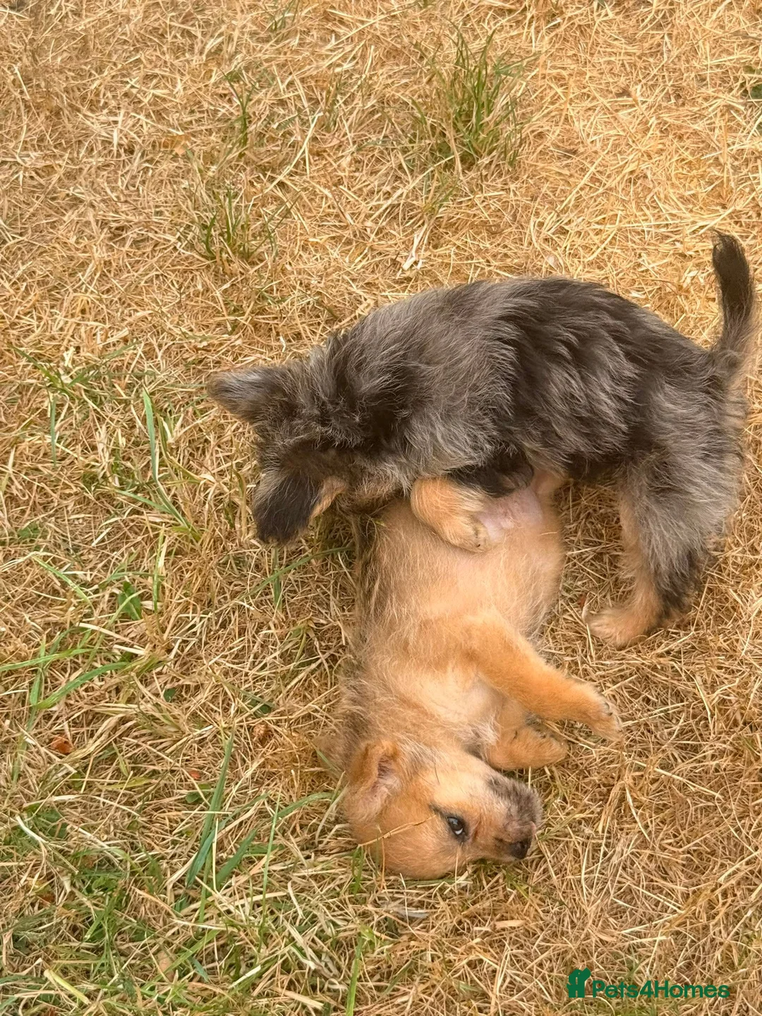 Mixed Breed dogs for sale: Foodles ready to leave flr the perfect 4ever home - Advert 35