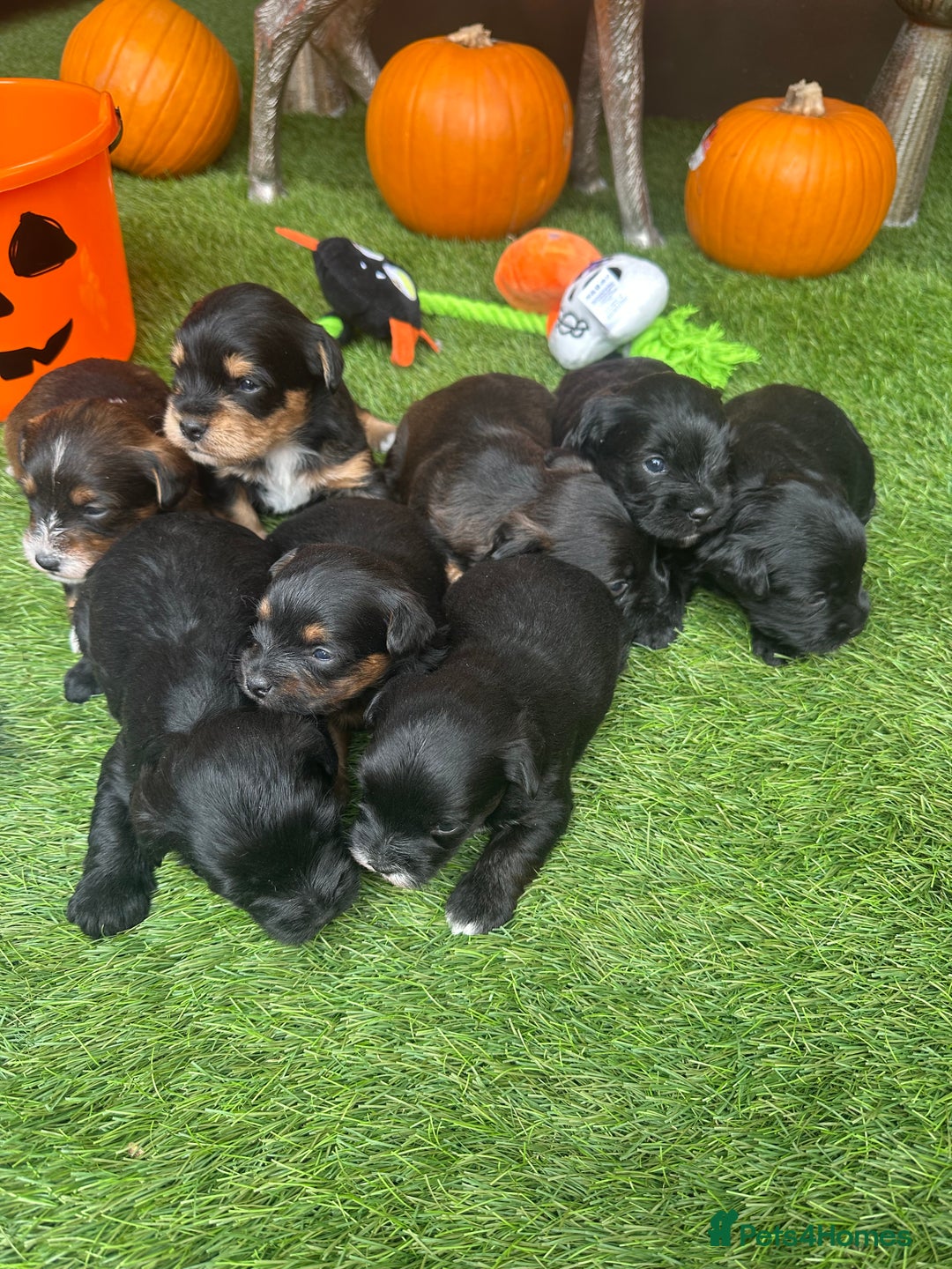 Yorkiepoo dogs for sale: Yorkiepoo Puppys - Image 4