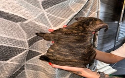 Mixed Breed dogs for sale: American bulldog X staffy 🏡 - Image 34