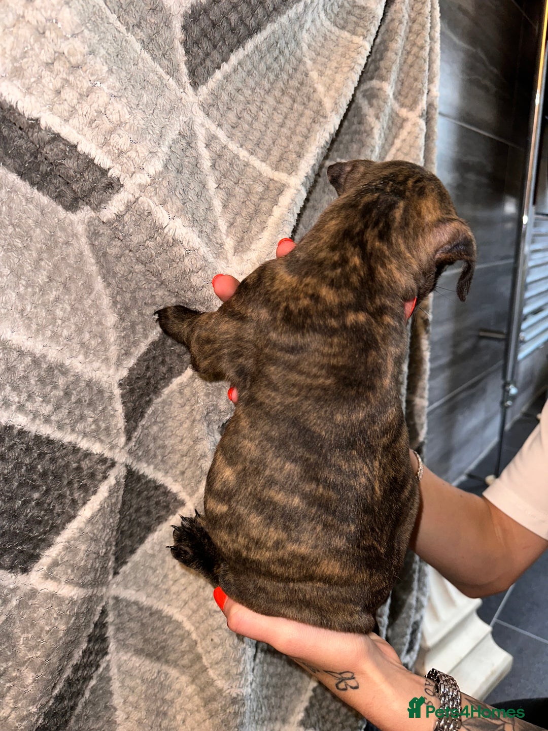 Mixed Breed dogs for sale: American bulldog X staffy 🏡 - Image 34