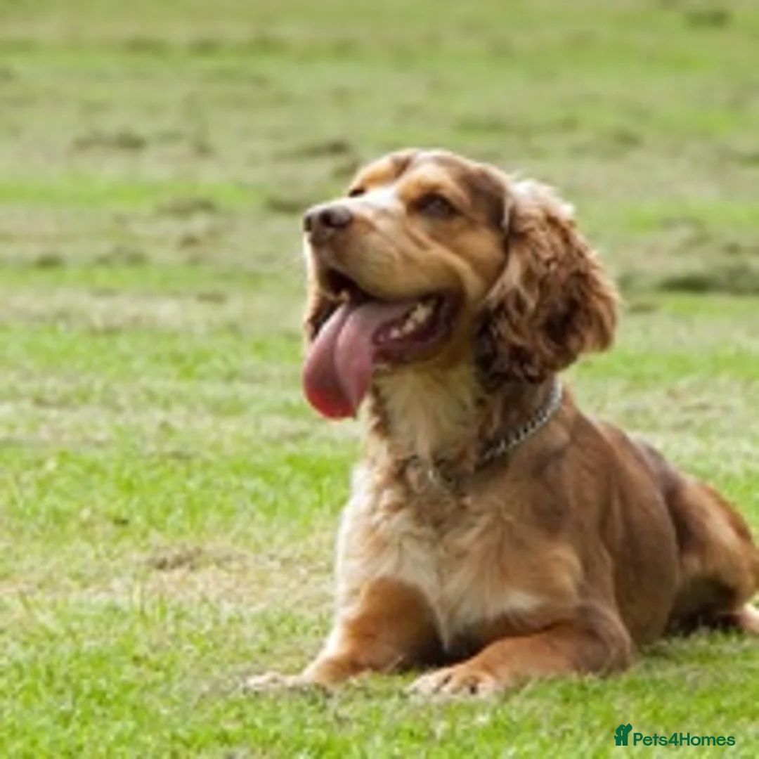 Cocker Spaniel dogs for stud: Cocker Spaniel Chocolate Sable for stud in Bedford - Advert 6