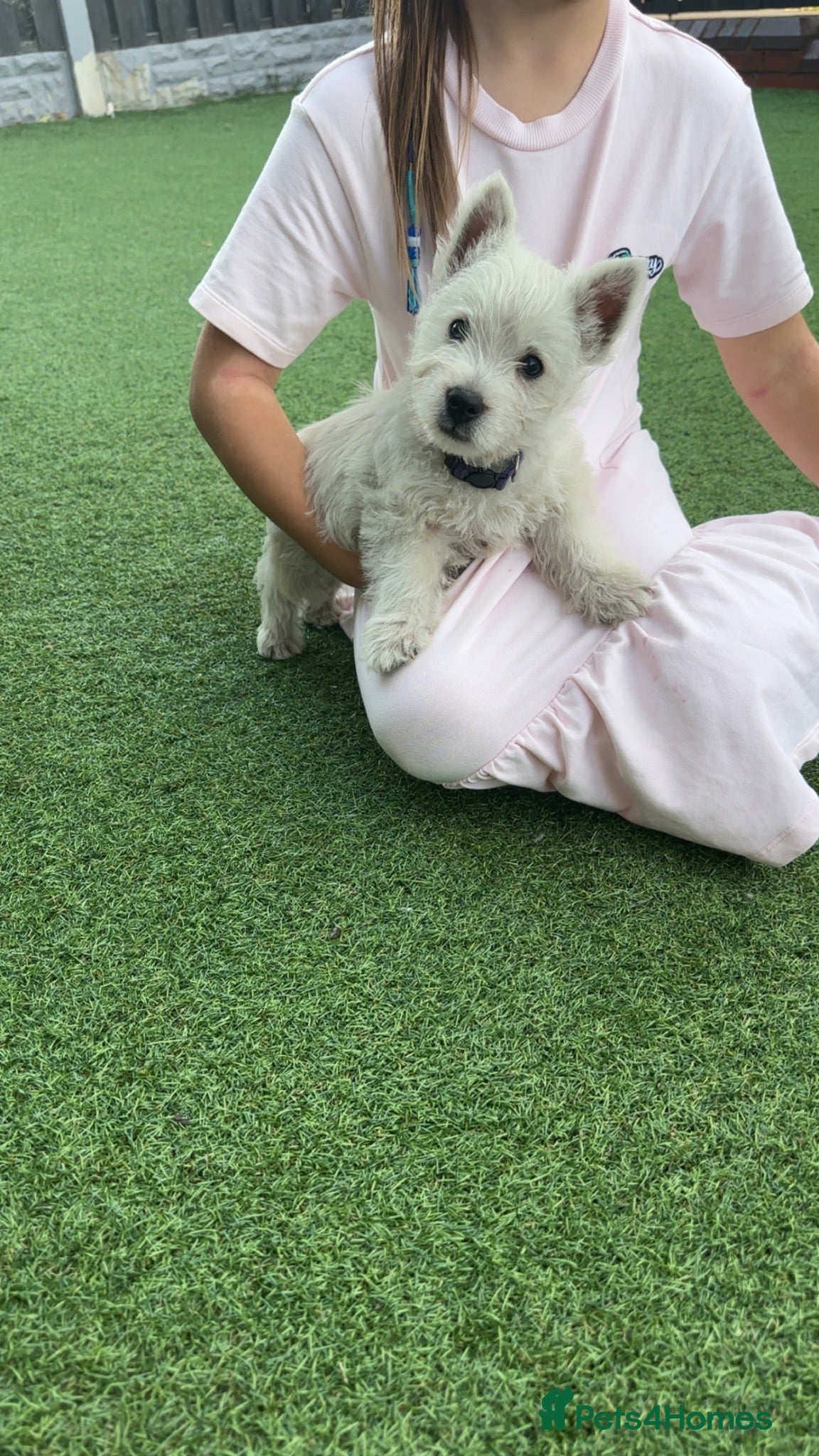 West Highland Terrier dogs West highland white female puppies.  - Advert 3