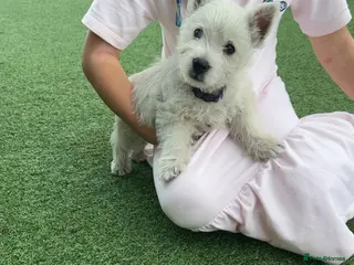 West Highland Terrier dogs West highland white female puppies. - Advert 3