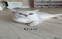Scottish Fold cats for sale: 2 girl mixed scottish fold kittens  - Image 12