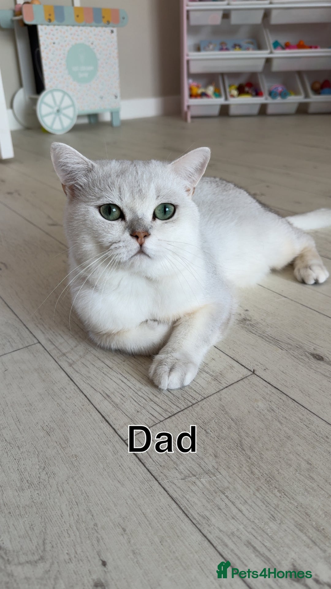 Scottish Fold cats for sale: 2 girl mixed scottish fold kittens  - Image 12
