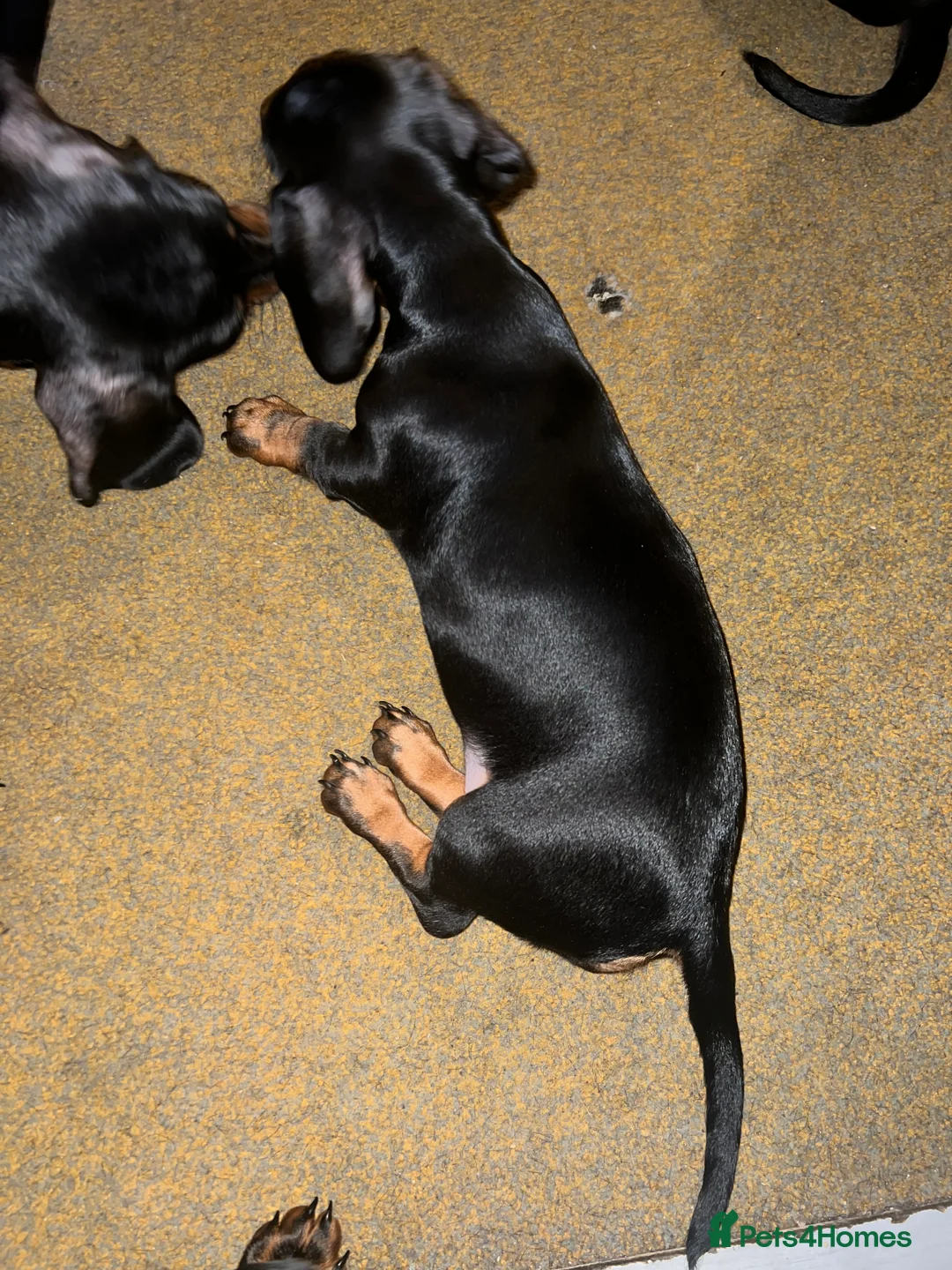 Dachshund dogs for sale: Dachshund puppies - Advert 9