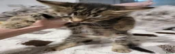 Bengal cats for sale: Bengal kittens - Advert 24