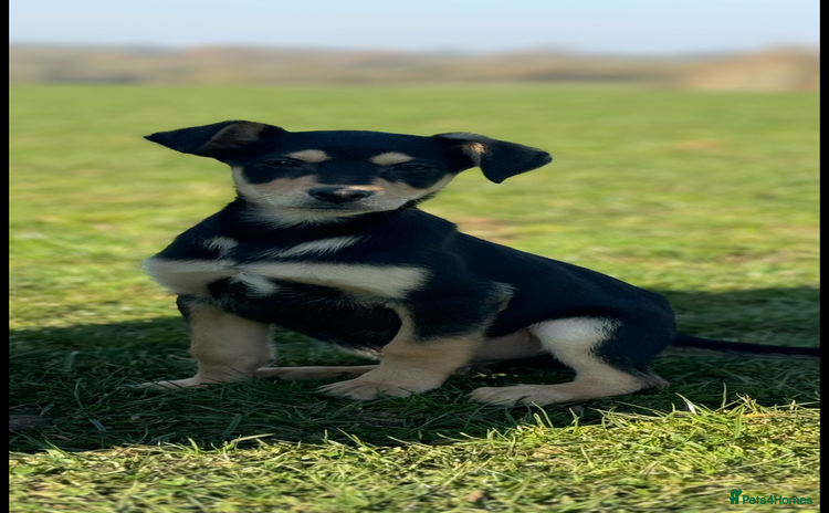 Australian Kelpie dogs - Advert 1