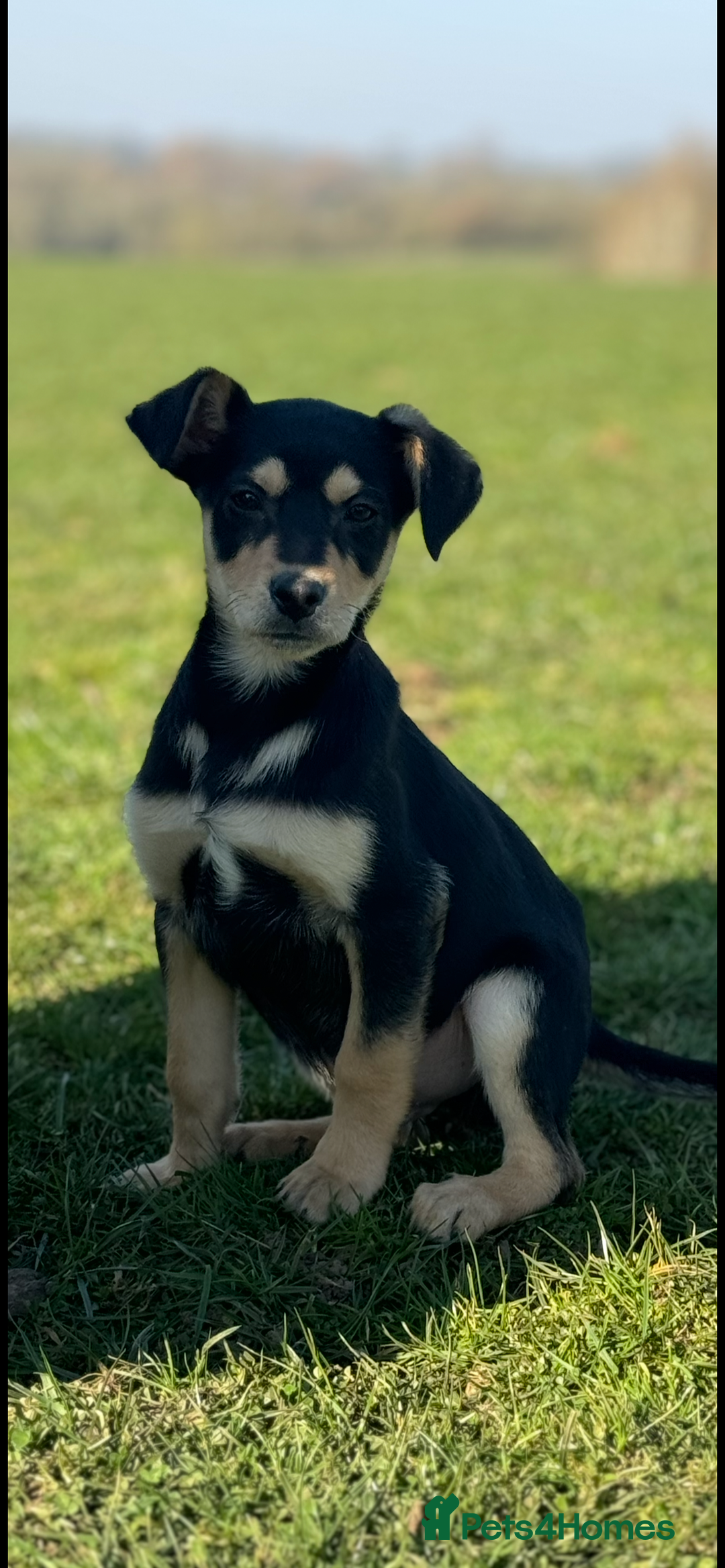 Australian Kelpie dogs for sale: Gorgeous Australian litter of kelpies  - Image 1