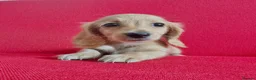 Miniature Dachshund dogs for sale: Long/smooth haired cream/Red Mini Dachshund pups - Advert 14