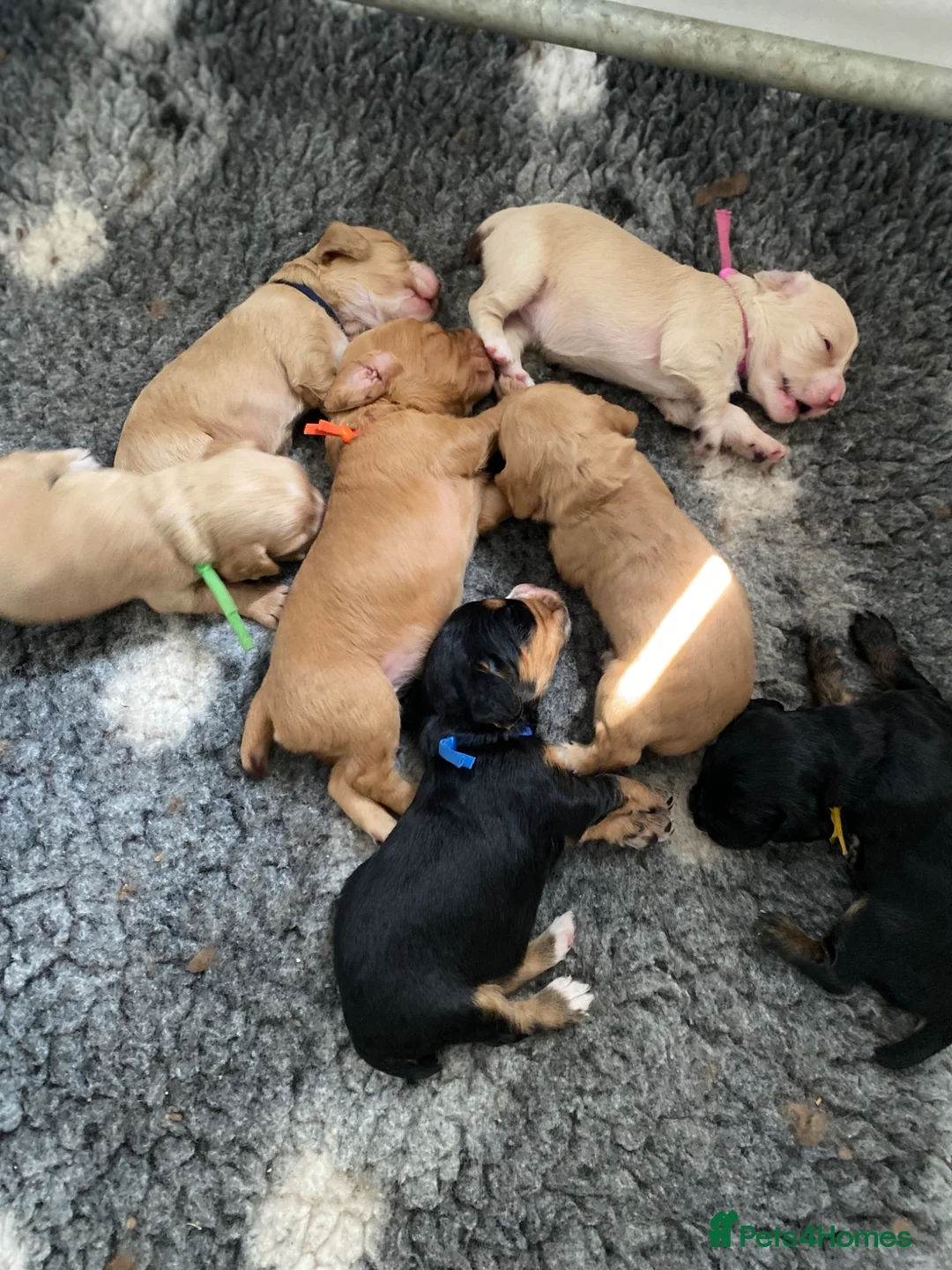 Cocker Spaniel dogs for sale: Beautiful KC Working Cocker Spaniel Puppies. - Advert 12