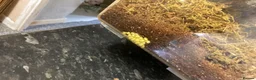 Snails invertebrates for sale: Giant african land snail babies  in Nuneaton - Advert 11