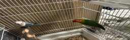 Lovebirds birds for sale: two bonded love birds  - Advert 2