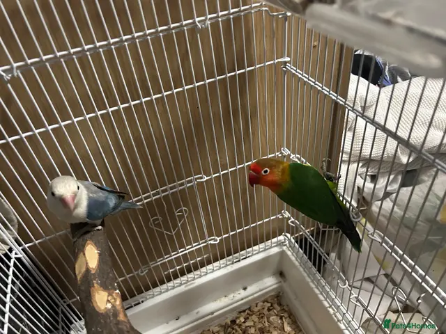 Lovebirds birds for sale: two bonded love birds with cage - Advert 2