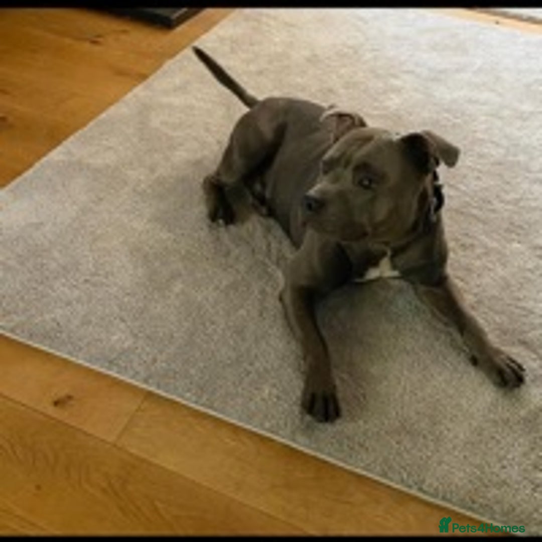 Staffordshire Bull Terrier dogs for stud: Stud dog stunning blue KC registered  in Westerham - Image 4