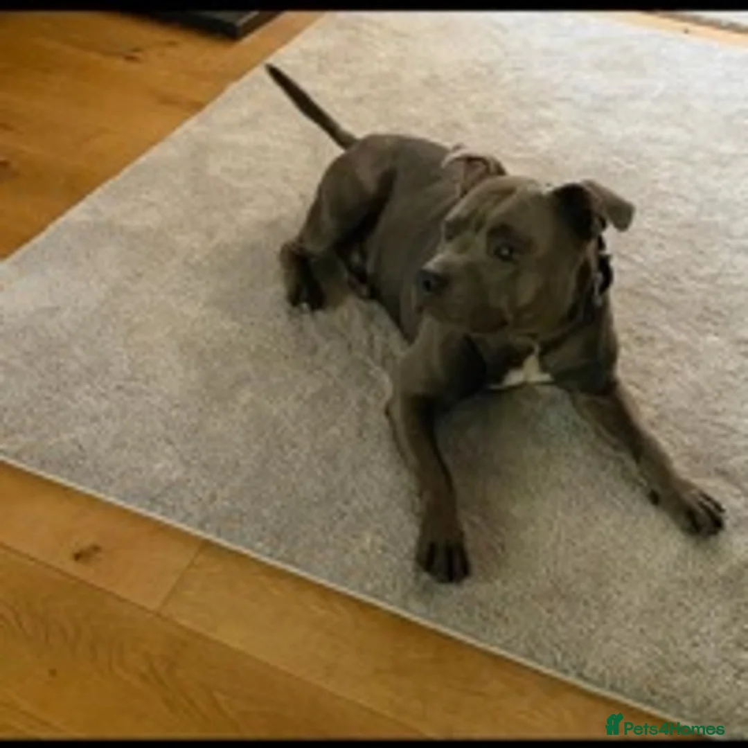 Staffordshire Bull Terrier dogs for stud: Stud dog stunning blue KC registered  in Westerham - Advert 4