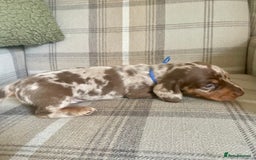 Miniature Dachshund dogs for sale: Stunning small Miniature Daschund’s - Image 9