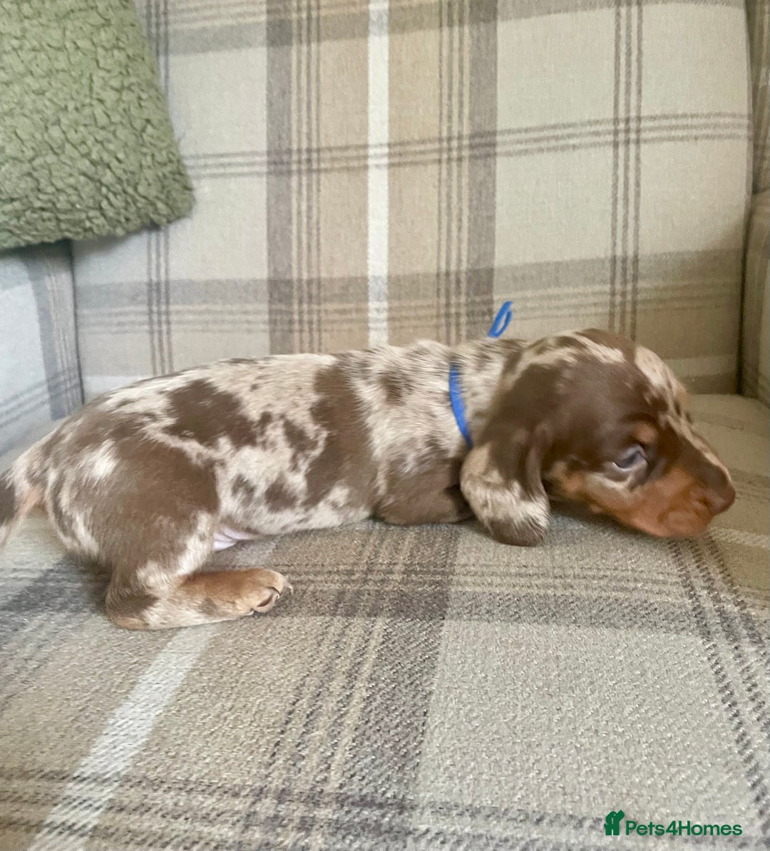 Miniature Dachshund dogs for sale: Stunning small Miniature Daschund’s - Image 9