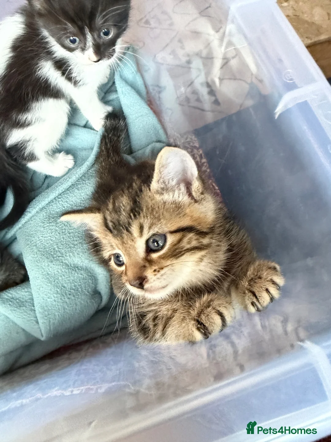 Mixed Breed cats for sale: 4 kittens looking for a new home  - Advert 6