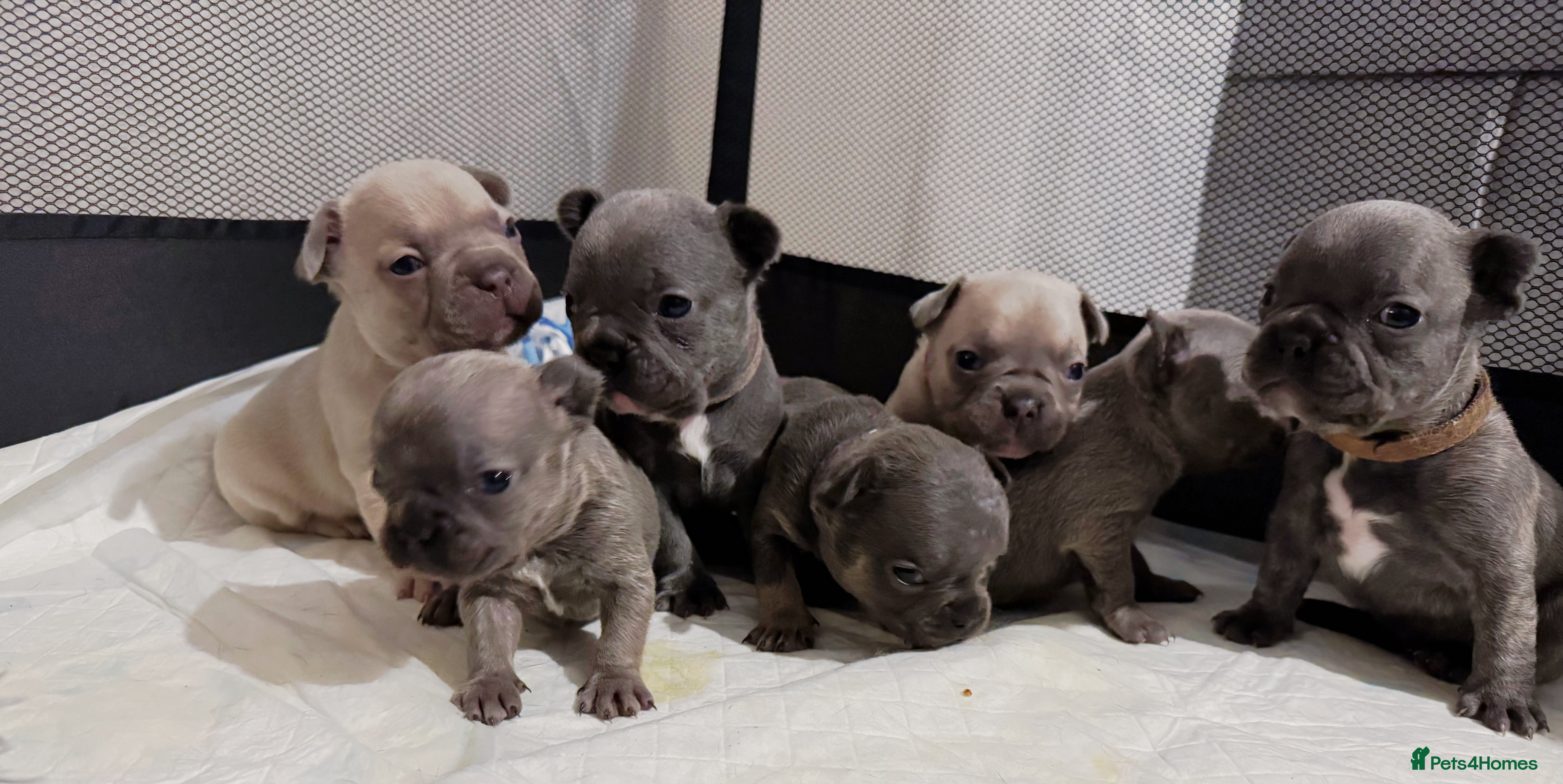 French Bulldog dogs 🎉 New years pups 🎉 7 adorable French bulldog pup - Advert 6