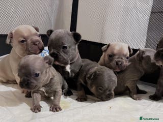French Bulldog dogs 🎉 New years pups 🎉 7 adorable French bulldog pup - Advert 6