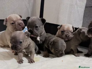 French Bulldog dogs 🎉 New years pups 🎉 7 adorable French bulldog pup - Advert 4