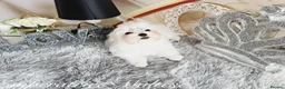 Maltese dogs for sale: Tiny KC Reg. Korean Maltese- CH line show dogs! - Advert 37