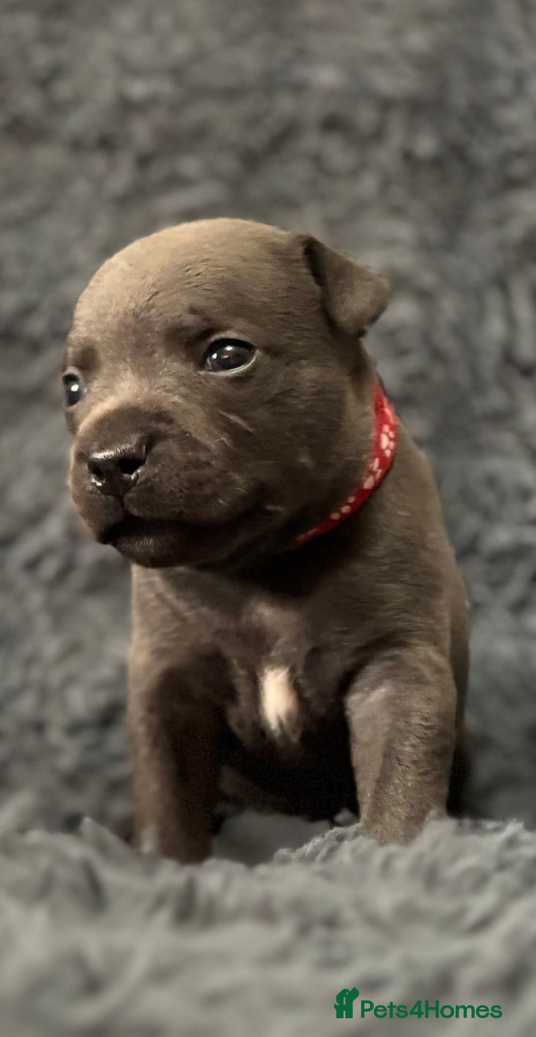 Staffordshire Bull Terrier dogs for sale: Paws Above The Rest  - Image 22