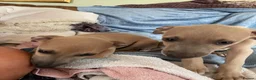 Mixed Breed dogs for sale: Stunning Wiggy’s Italian greyhound x whippet  - Advert 31