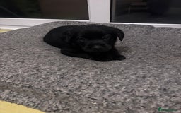 Labrador Retriever dogs for sale: Labrador puppies - Advert 11