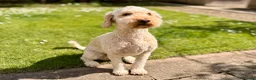 Australian Labradoodle dogs for sale: Gorgeous Australian Labradoodle Girl in Harrogate - Advert 4