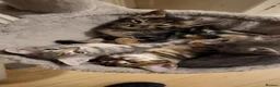 Savannah cats for sale: Savannah cross kittens. - Advert 2