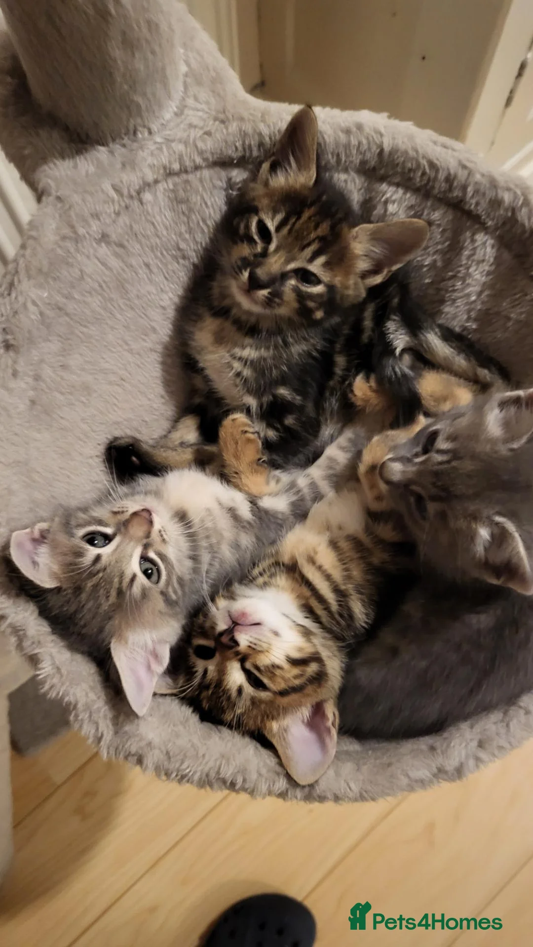 Savannah cats for sale: Savannah cross kittens. - Advert 2