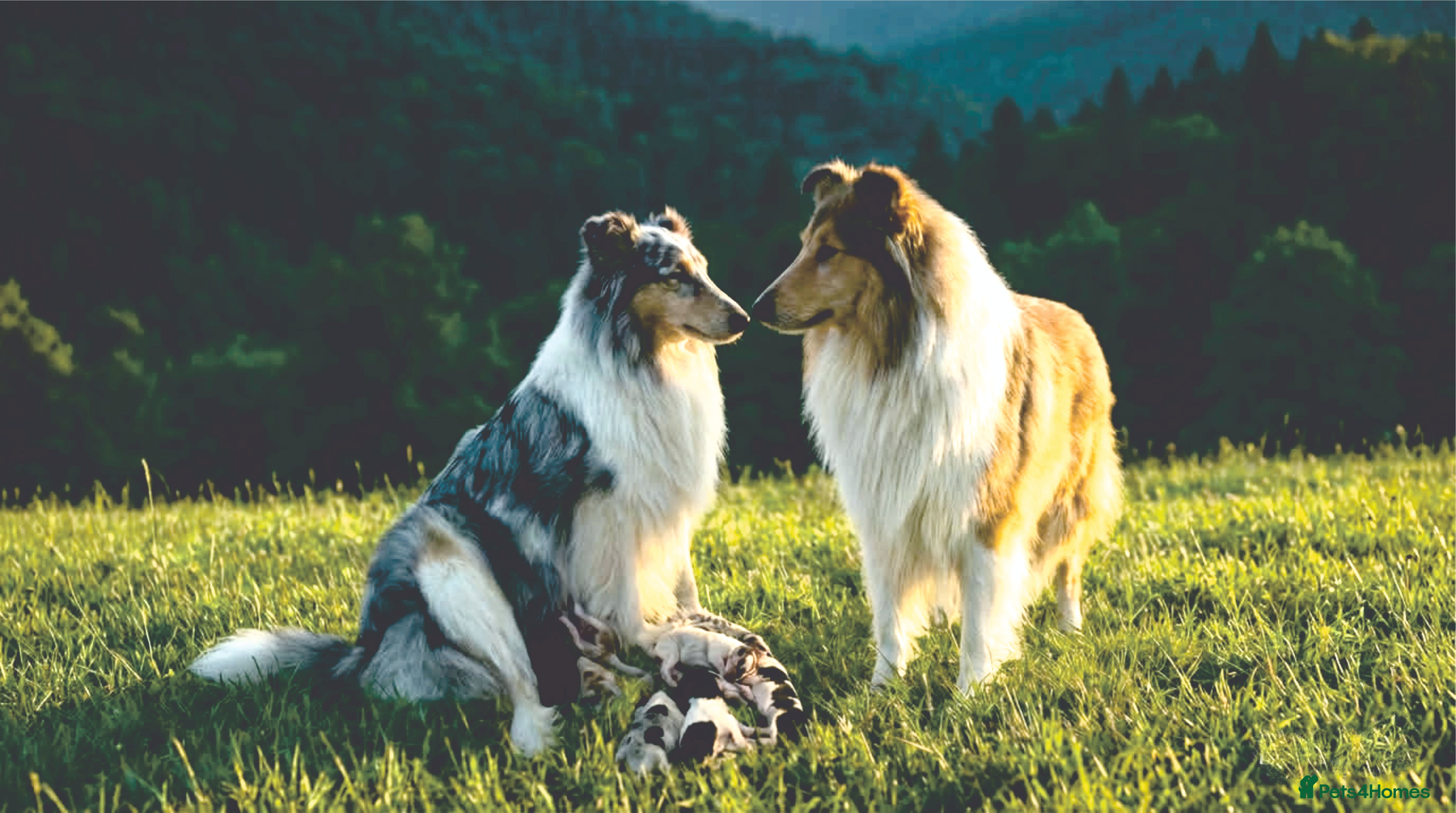 Rough Collie dogs Top Healthy Puppies, clear DNA CEA-DM-MDR1, PRA - Advert 1