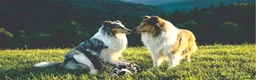 Rough Collie dogs for sale: Top Healthy Puppies, clear DNA CEA-DM-MDR1, PRA - Advert 2