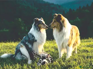 Rough Collie dogs Top Healthy Puppies, clear DNA CEA-DM-MDR1, PRA - Advert 1