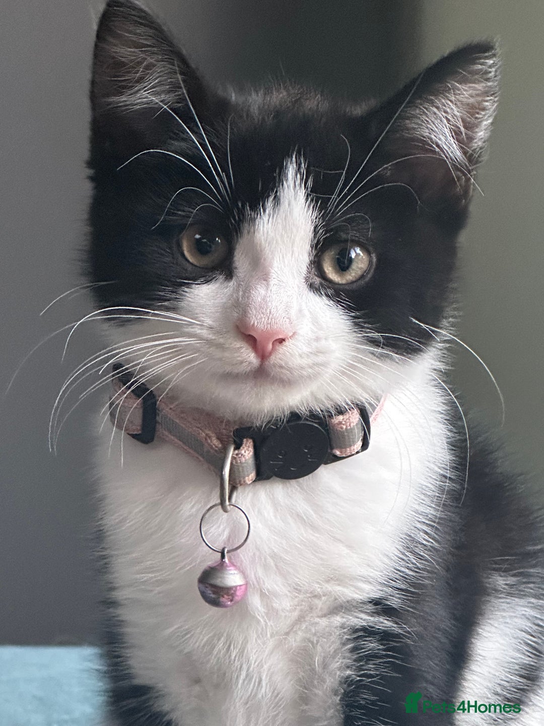 British Shorthair cats for sale: Beautiful tuxedo kittens - Image 1