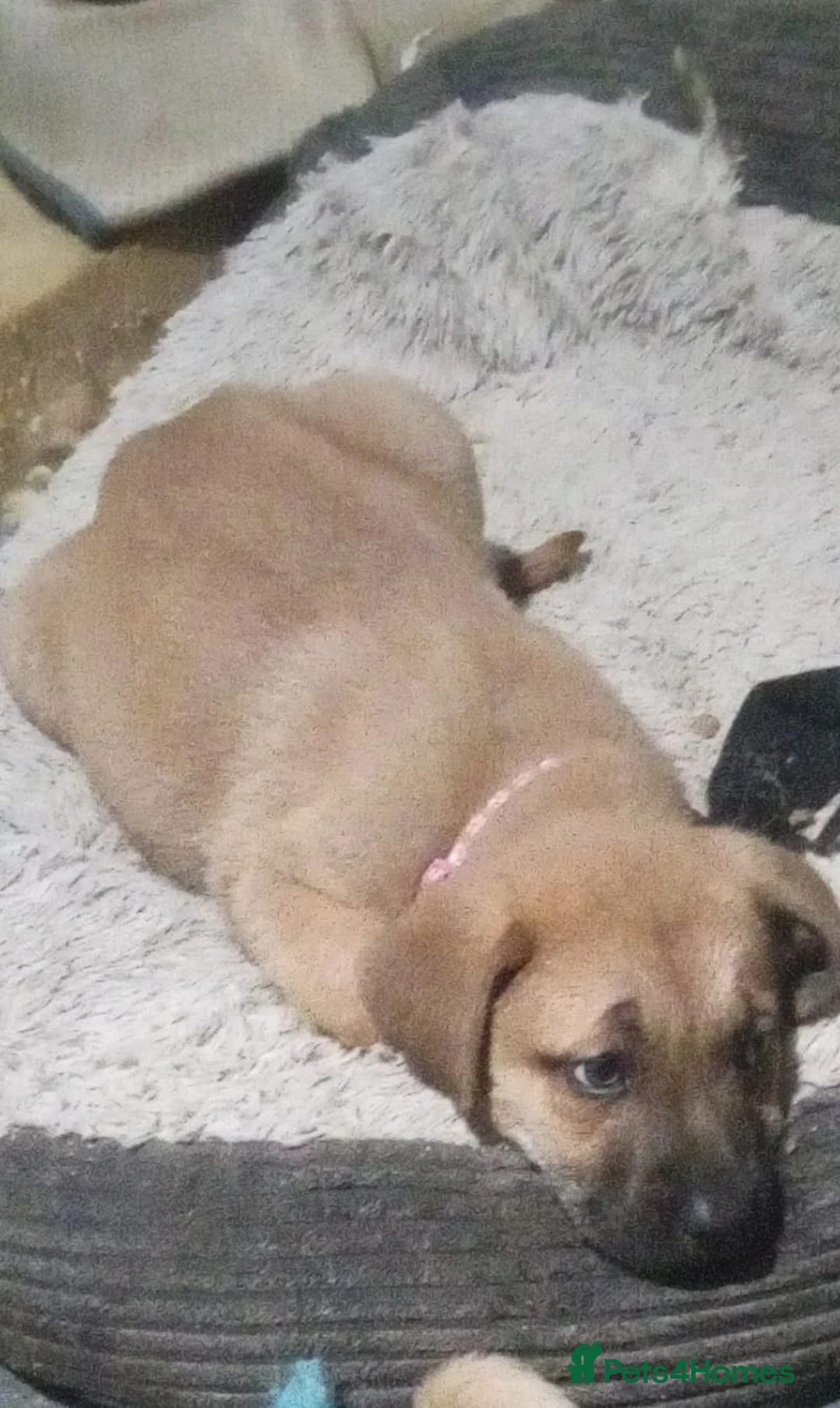 Mixed Breed dogs for sale: Caucasian shepherd cross puppies in Widnes - Advert 13